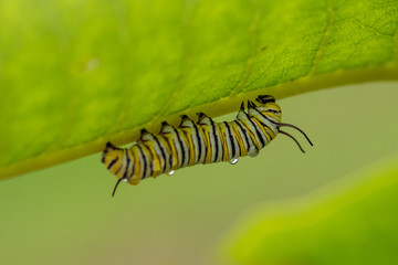 Monarch Caterpillar with Rain Drops