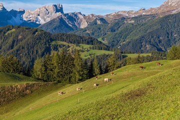 Fototapeta na wymiar Pastures around the Italian town of La Vall Tolpei in the Dolomites. It is sunny autumn weather and in the background are mountains and blue sky. Cows graze on pastures.