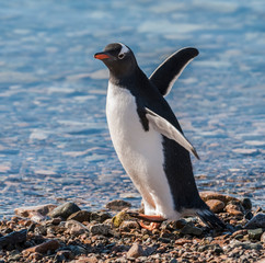  Gentoo Penguin in Neko Harbour, Península Antártica.