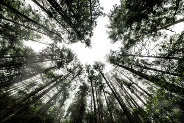 arboles gigantes