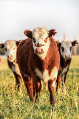 Steers fed on natural grass, Buenos Aires Province, Argentina