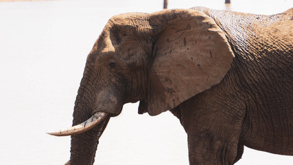 Fototapeta na wymiar elephant in kruger