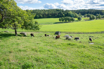 Early fall in the countryside. The sun is shining beautifully and the temperature is very pleasant.