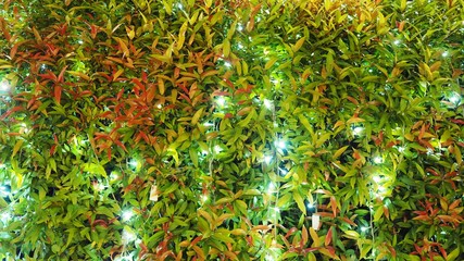 Fototapeta na wymiar Beautiful Texture of Brush Cherry / Scrub Cherry / Creek Lilly-Pilly / Creek Satinash / or Watergum (Syzygium Australe) in The Night with Party Light Decoration for Background, Backdrop or Wallpaper