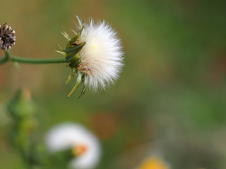オニノゲシの綿毛