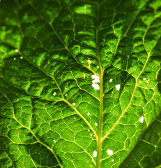 cabage leaf