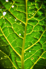 cabbage leaf