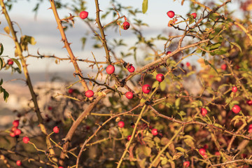 Rosehip shrub by the rising sun