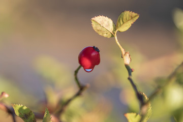 Rosehip shrub by the rising sun
