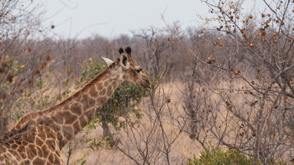 giraffe in kruger national park