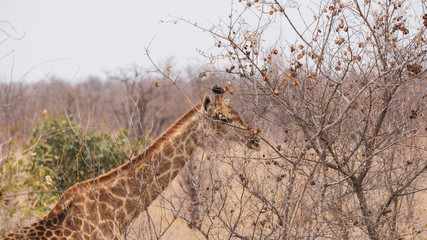 giraffe in kruger national park