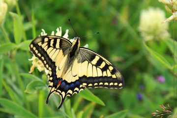 Machaon butterfly on a flower