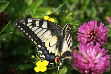 Papilio Machaon butterfly on a flower 