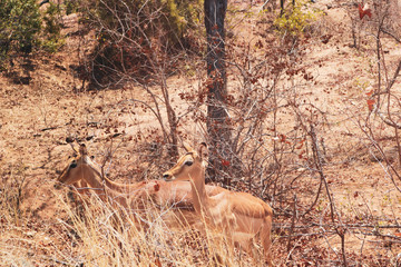 impalas in south africa 