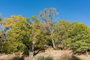 Beautiful landscape of Palomar Mountain