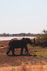 Fototapeta na wymiar elephant in soutrh africa