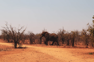 elephant on a dirt road between the trees