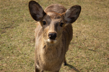 Curious deer looking directly at the camera at Nara Park in Nara, Japan