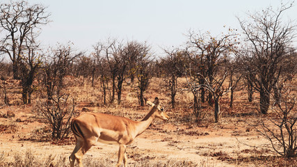 kudu in kruger national park