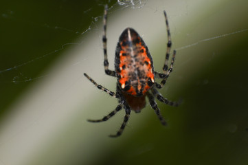 araña macro