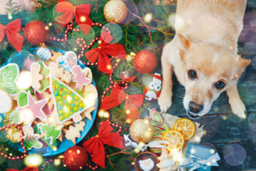 Merry Christmas and Happy New Year card with cute puppy on table with tasty holiday Gingerbread Cookies on wooden table.  