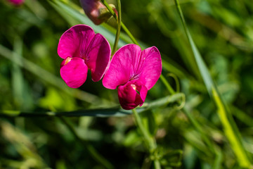 Purple Lathyrus tuberosus, Knollen-Platterbse, Macro photo of Lathyrus tuberosus, color