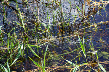 Ob River Spill