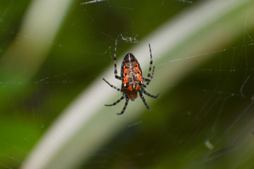 araña macro
