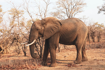 Fototapeta premium elephant in the wild