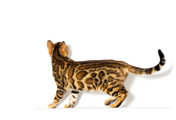 Bengal kitten looks up on a white background