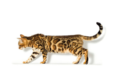 Bengal kitten looks up on a white background