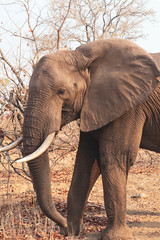Obraz premium elephant in the wild