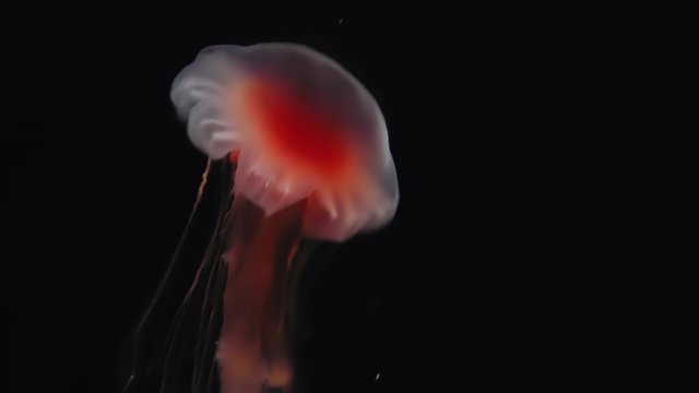 Closeup of Atlantic sea nettle (Chrysaora quinquecirrha) Jellyfish slow moving underwater on black background