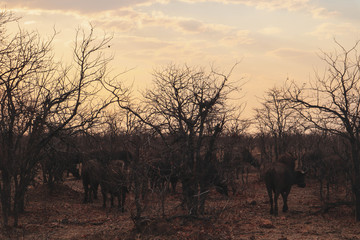 Fototapeta na wymiar buffalos in between the trees in south africa