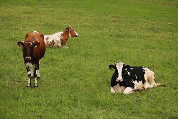 Domestic cows are resting in a green meadow on a warm sunny day