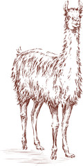 Llama on a white background. Vector freehand drawing.