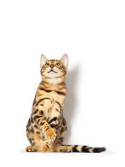 Bengal kitten looks up on a white background