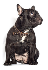 french bulldog dog on a white background