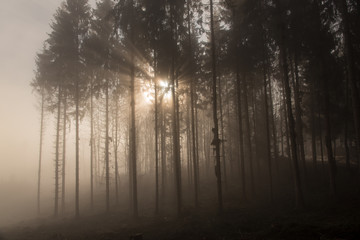 Obraz premium Wald im Sonnelicht