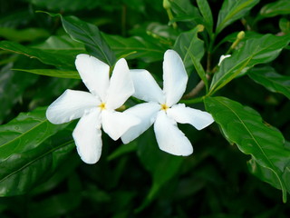 Obraz na płótnie Canvas Tropical white flowers