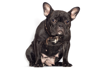 french bulldog dog on a white background