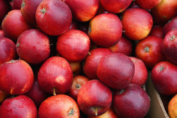 Fototapeta na wymiar Red apples harvest close up