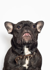 french bulldog dog on a white background