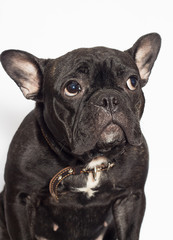 french bulldog dog on a white background