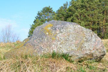Natural large stone covered with green moss on wild forest in Belarus, glacier stone