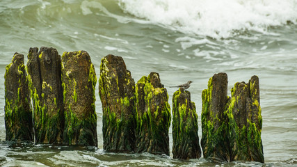 Wooden piles overgrown with algae, stuck in the shoreline of the sea, protection against waves.