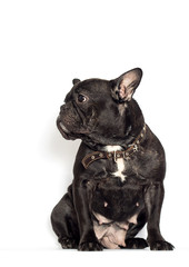 french bulldog dog on a white background