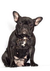 french bulldog dog on a white background