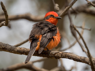 A specimen of a scarlet flycatcher