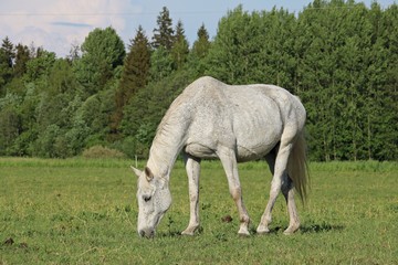 Domestic horses graze in a green meadow on a warm sunny day